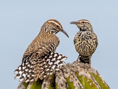 Unique Features of the Cactus Wren 