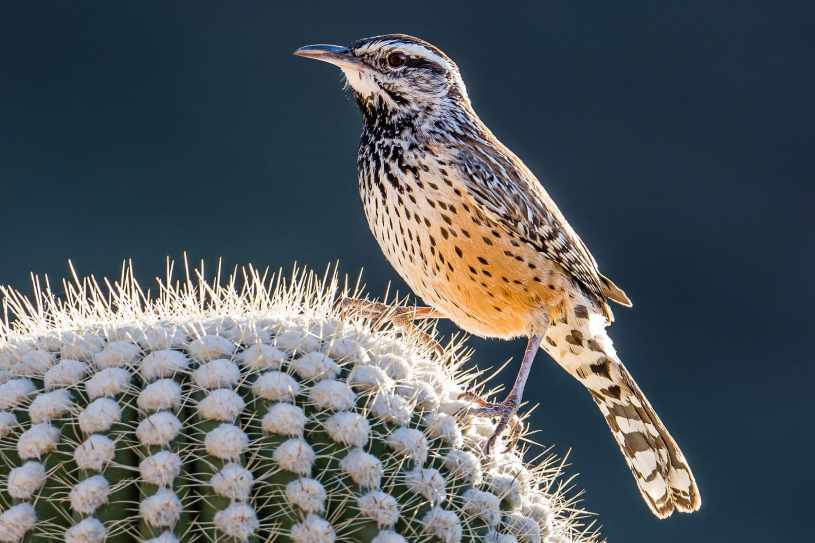 Arizona State Bird