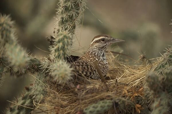 Birdwatcher's Paradise