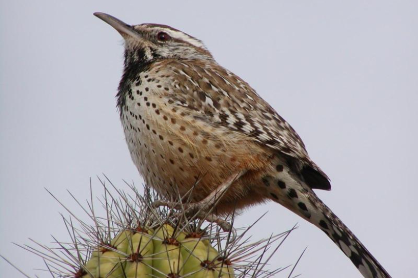 Cactus Wren