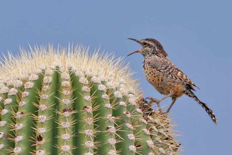 Song of the Cactus Wren