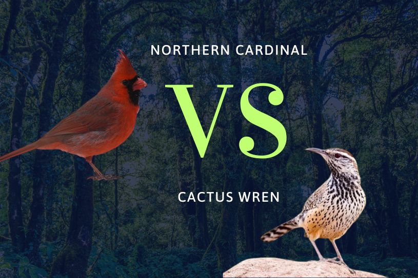 northern cardinal vs cactus wren