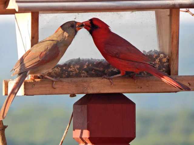 romantic bird